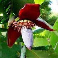 Banana Flower