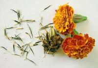 Marigold Seeds