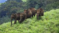 Bangalore to BR Hills & MM Hills Tour Packages