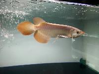 24k Golden Arowana Fishes