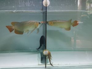 Arowana Fish