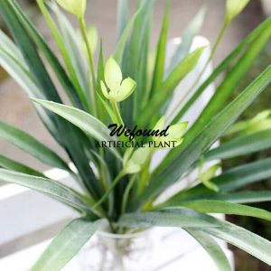 Simulation Phalaenopsis Leaves