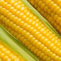 yellow corn