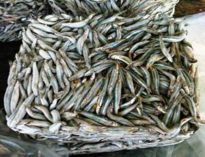 Dried Anchovy Fish, Shape : Piece, Packaging Type : Bulk