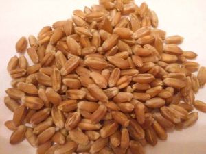 wheat wheat