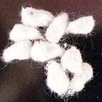 cotton seeds
