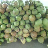 Fresh Green Coconut