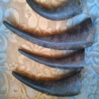 Buffalo Horn Rolls