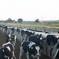 Grade A Pregnant Holstein Heifers and Other Dairy Cattle Available