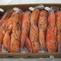 Seafood Frozen Lobster