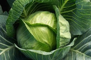 fresh cabbage,  Supply Type : Manufacturer