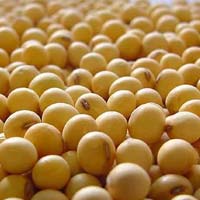 Soybean or soya beans GMO&NON GMO SOYBEAN