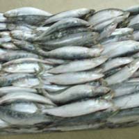 Frozen sardine Fish