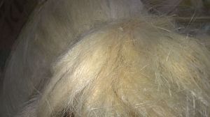 Sisal Fiber