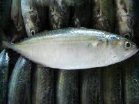 indian fresh fish