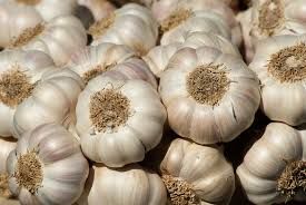 Best Quality Big Size Fresh And Dry White Garlic