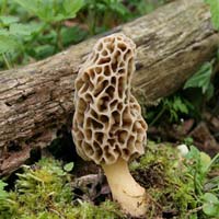 Morel Mushroom