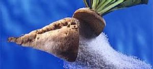 Beet Sugar