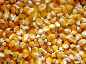 yellow corn maize