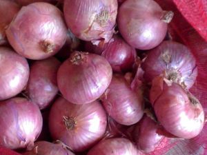 fresh onion