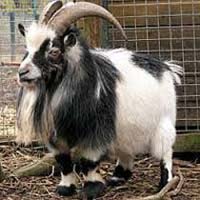 Chigu Goat