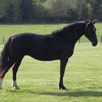 Dutch Warmblood Horse