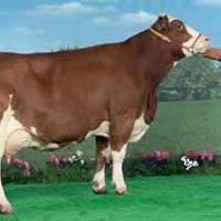 French Simmental cattle