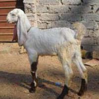 Jamunapari Goat