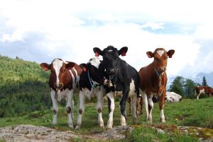 Norwegian Red Cattle