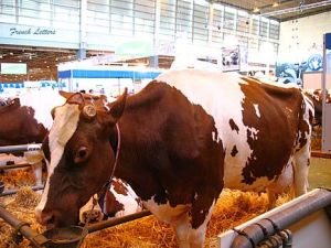 Pie Rouge Des Plaines Cattle