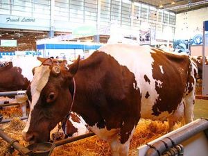 Red Pied Cow