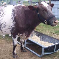 Shorthorn Cow