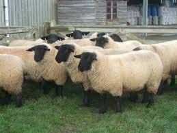 Suffolk Sheep