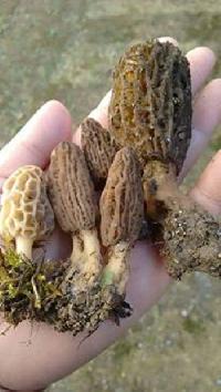 Wild Morels Mushroom(guchhi)