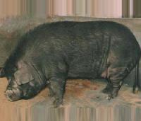 Ghungroo Pigs