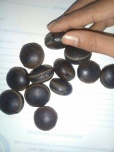 Coco Dimma Seeds