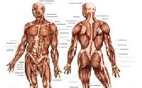 human anatomy charts