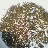 Grass Carp Fish Seeds