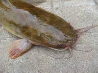 magur fish