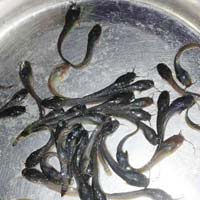 Magur Fish Seeds