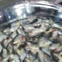 Rupchanda Fish Seeds