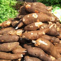 Fresh Cassava Root
