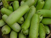 Fresh Bottle Gourd