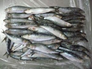 Frozen Wr Sardine