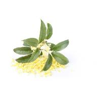 osmanthus absolute oil