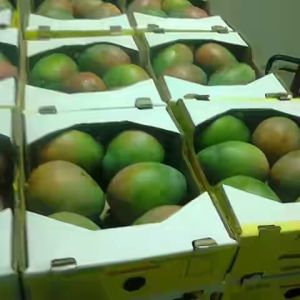 Kent Mangoes