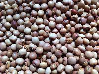 Pigeon Peas