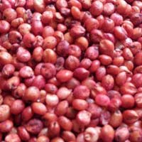 Sorghum Sudan Grass Seeds