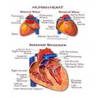 Heart Model 