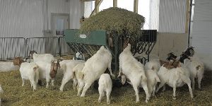 goat feeds